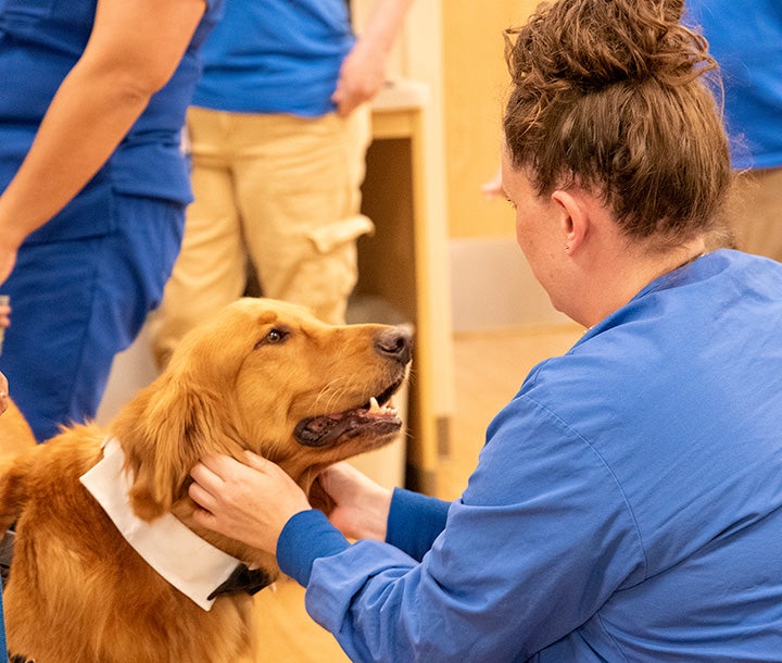 Therapy dog Cooper gets some love on his rounds.